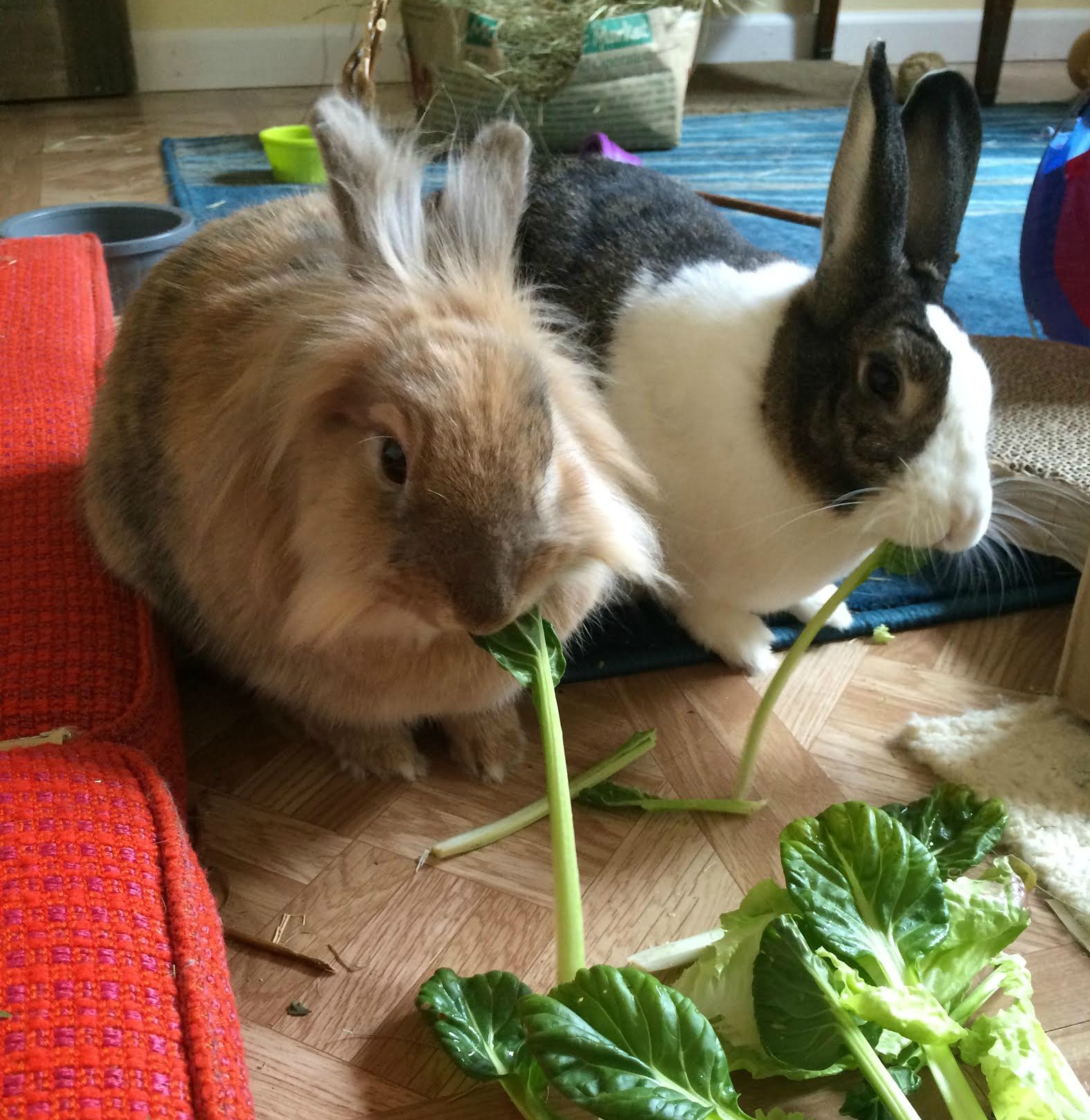 bunnies